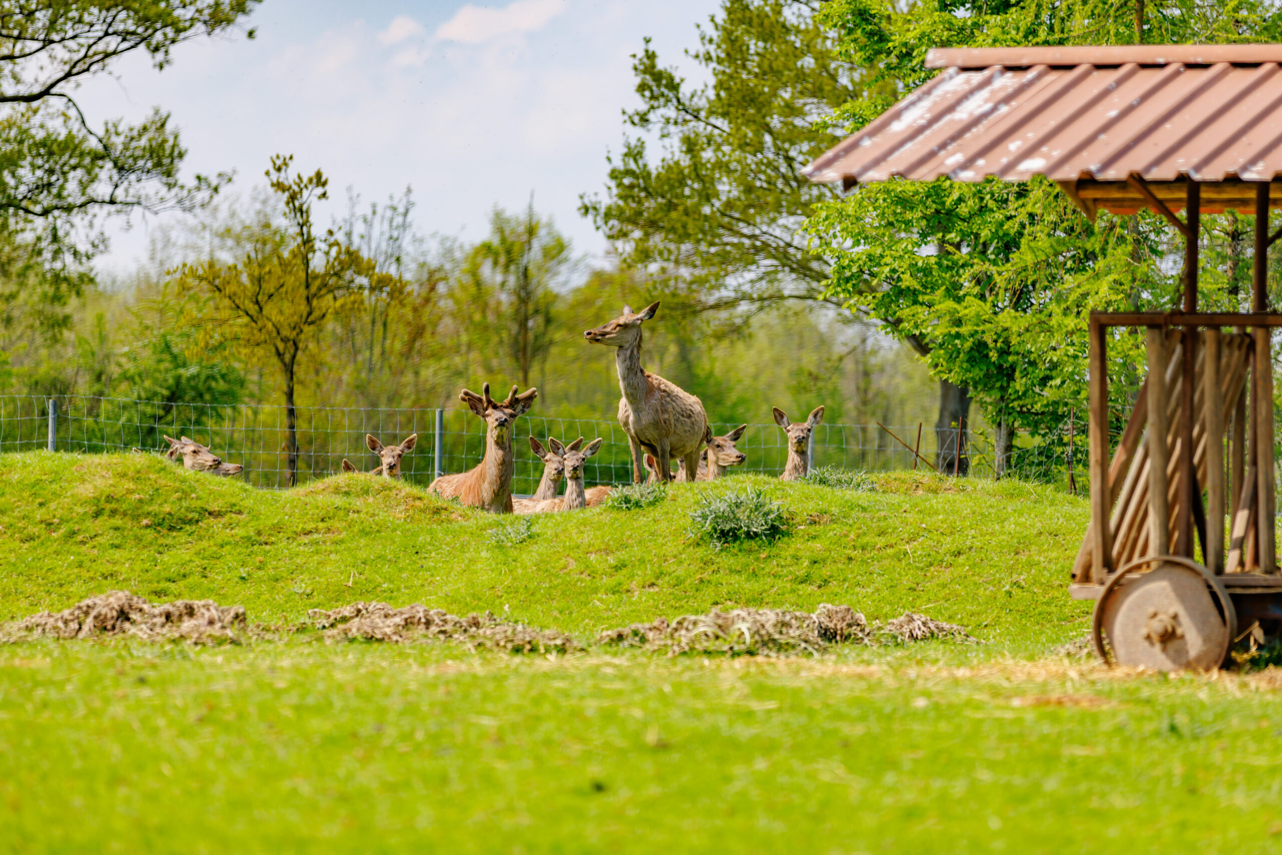 Metzgerei-Bauer-Kösching-11